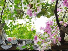 -深圳国际园林花卉博览园