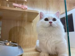 -山宅一喵德文卷毛猫舍
