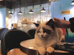 -遇见羊驼·奶狗咖·布偶猫咖·法斗柯基柴犬阿拉斯加(春熙路太古里IFS店)