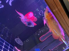 -荣记潮汕牛肉火锅(仙鹤街店)