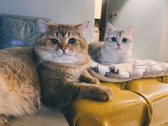-凯特喵百思猫专科医院