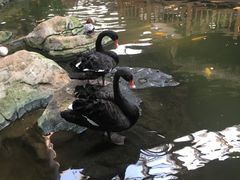 -南宫五洲植物乐园