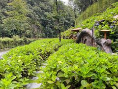 -永州阳明山国家森林公园