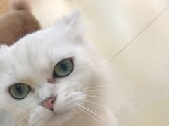 -喵宠乐园·撸猫互动·猫舍