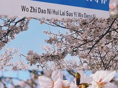-高东镇樱花园