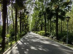 -合肥滨湖国家森林公园