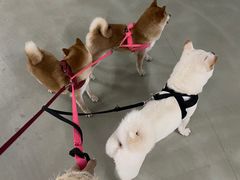 -南京Hallo宠物乐园·哈罗犬舍·柴犬繁育基地