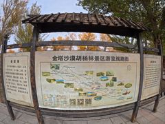 -金塔沙漠胡杨林景区