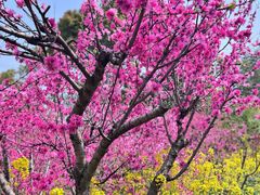 -南汇桃花村