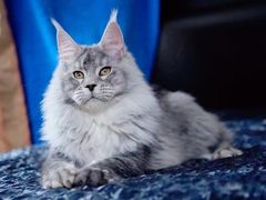 -十年猫舍·猫咪专门店(普陀店)