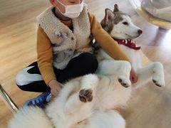 -Husky Go! 哈士奇体验馆·宠物咖啡厅狗咖