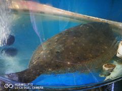 -叶存利海鲜大馅饺子(东戴河止锚湾店)