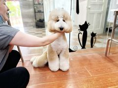 -鑫艺宠物美容培训学校