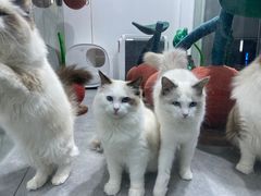-极木²邸 人与宠物·互动社区