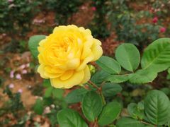 -松山湖梦幻百花洲