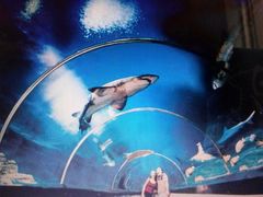 -悉尼海洋生物水族馆