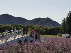 -北京东方普罗旺斯薰衣草庄园