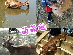 -奈良公园