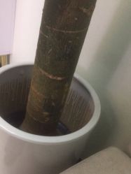 -联合丽格·张菡丽格医疗美容