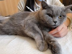 -瑞派长江宠物医院·猫科·外科·24小时夜护(谊城公寓分院)