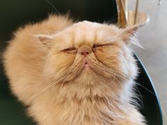-飞行喵MR PILOT|猫舍·猫咖(静安大融城店)