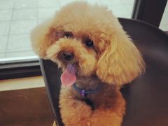 -八公叔叔宠物美容连锁(春申店)