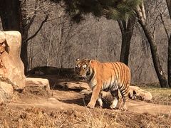 -北京野生动物园