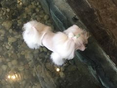 -百好乐宠物友好餐厅(朝外大街店)