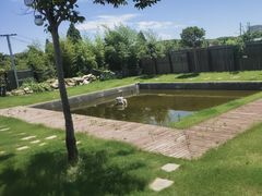 -南汇新场正宗水蜜桃采摘