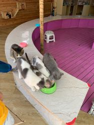 -萌宠亲子动物乐园(槐房万达店)