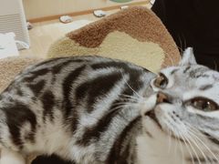 -猫和宫(六道口店)