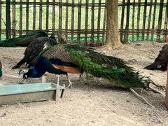 -广州白江湖森林公园