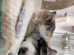 -COLOR PETS 撸猫馆·购猫·猫咖(长风大悦城店)