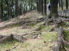 -火炉山森林公园