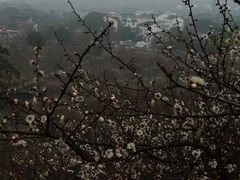 -香雪海