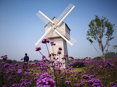 -北京东方普罗旺斯薰衣草庄园