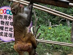 -西双版纳原始森林公园