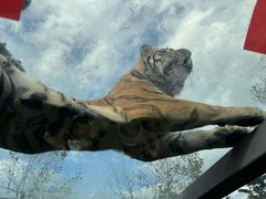-西霞口神雕山野生动物世界