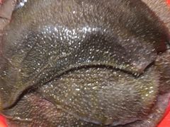 -二荆条·蜀鲜汇城市森林火锅