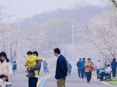-羊山湖公园