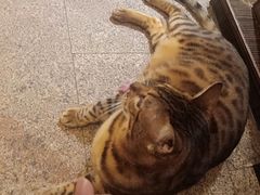 -more than meow吴止猫主题餐厅(承德 中船汇店)