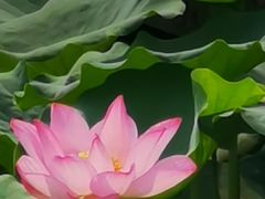 -莲花池公园