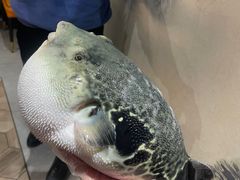 -鲐赏河豚(长寿店)