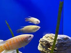 -上海海洋水族馆