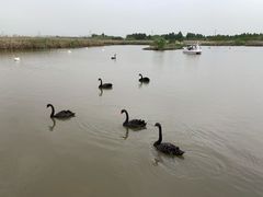 -宁波杭州湾国家湿地公园