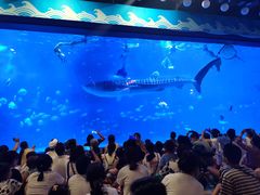 -烟台海昌鲸鲨海洋公园