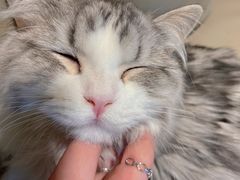 -猫腻·猫咖·撸猫馆(星光大道店)