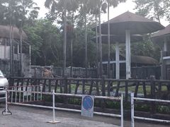 -清迈夜间动物园