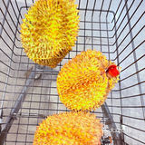 在家实现烤榴莲自由❗️