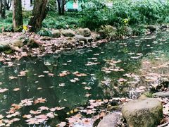 -上海共青森林公园